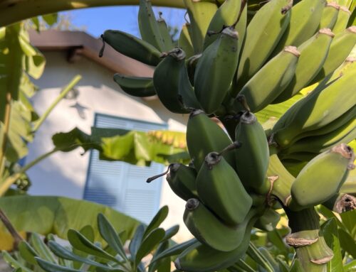 Bananas at Miniglamp E. V. In Ischia